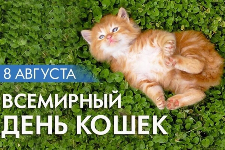 8 августа- Международный день кошек..